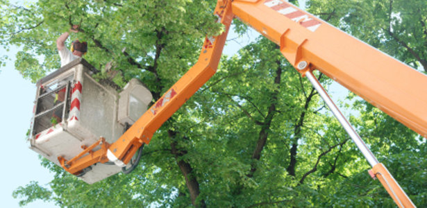 Austin Commercial Tree Services