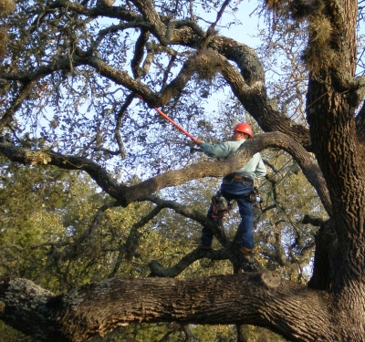 Austin Commercial Tree Services