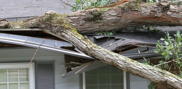 Storm Damage Tree Removal