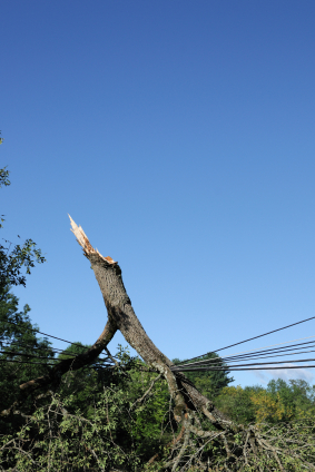 tree on power line dangerous situation