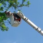 Tree Trimming Terms Every Homeowner Should Know