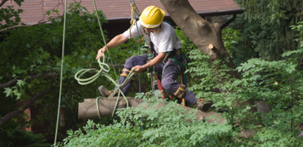 Austin residential tree services